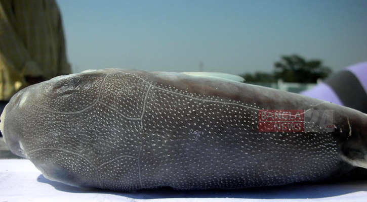 লোনাপানির পটকা মাছ।  ছবি: ড. মো. মোস্তফা সামছুজ্জামান