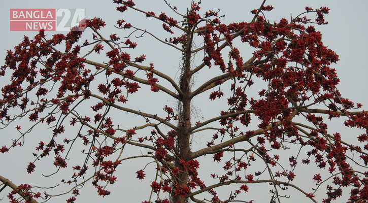 শিমুল ফুল।  ছবি: বাংলানিউজ