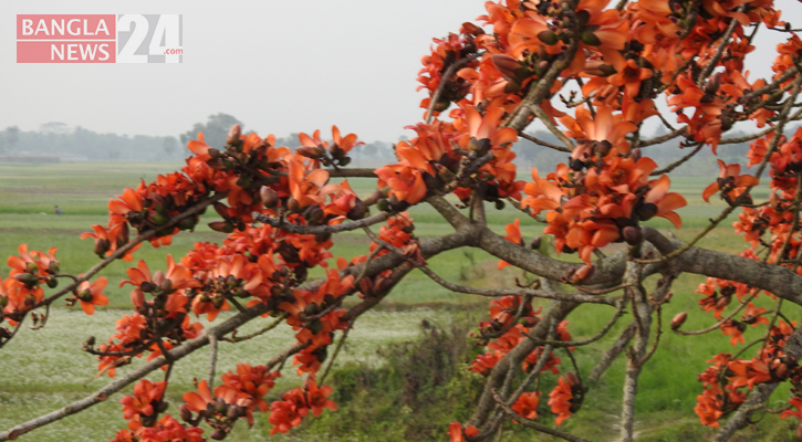 শিমুল ফুল।  ছবি: বাংলানিউজ