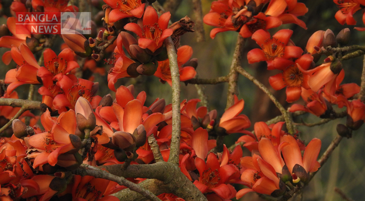 শিমুল ফুল।  ছবি: বাংলানিউজ