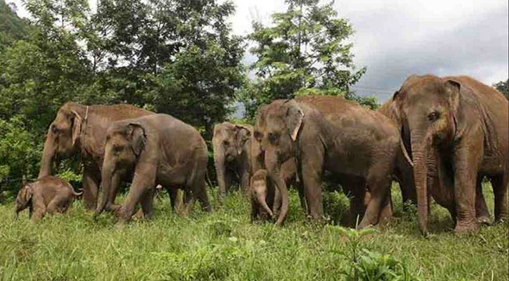 Death of a person with mental imbalance in an elephant attack in Kaptai