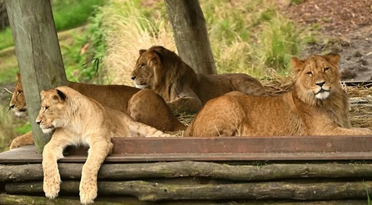 Five lions escape exhibit at Australian zoo