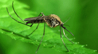 Dengue: Two hospitalised in 24 hours
