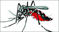 Dengue: Five hospitalised in 24 hours