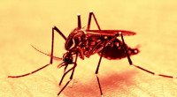 Dengue: Three hospitalised in 24 hours