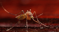 Bangladesh reports zero dengue cases