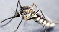 Dengue: Two hospitalised in 24 hours