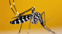Bangladesh reports zero dengue cases