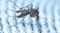 Dengue: Six hospitalised in 24 hours