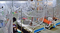 Dengue: Six hospitalised in 24 hours