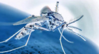 4 more get hospitalised with dengue in 24 hours