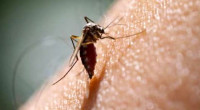 80 more get hospitalised with dengue in 24 hours