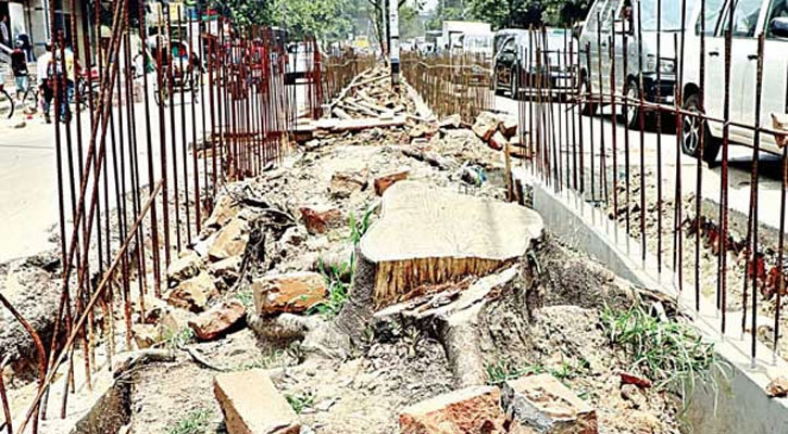 DNCC cutting down trees for 'development'
