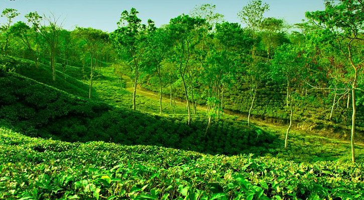 8 individuals, institutions to receive National Tea Award tomorrow