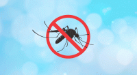 Dengue fever: One death, 156 hospitalised in 24 hours