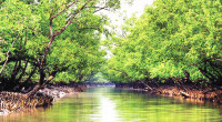 80 ponds restored in Sundarbans to ensure freshwater for wildlife 