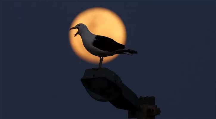 Blue Supermoon: World Gazes At Rare Lunar Phenomenon