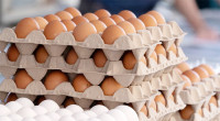 Govt approves import of eggs from India