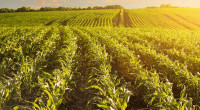Ukraine to sue Poland, Hungary, Slovakia on produce bans