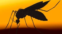 34 dengue patients hospitalised in 24 hours