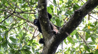 Howler monkeys fall out of trees in Mexico amid blistering heatwave