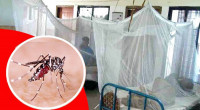 31 dengue patients hospitalised in 24 hours