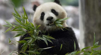 China to send two giant pandas to Washington, DC, zoo