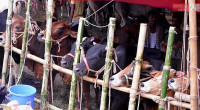 Sales of sacrificial animals begins in Dhaka