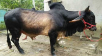 1.4 crore animals sacrificed on Eid-ul-Adha