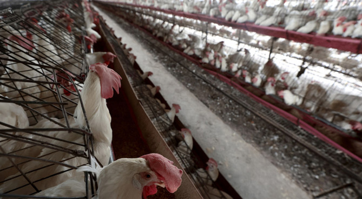 Bird Flu Spreads To Tenth Australian Poultry Farm