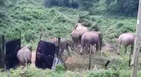 Elephant herd breaks border gate on Indo-Bangladesh border
