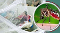 196 dengue patients hospitalized in 24hrs