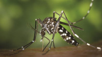 Teams formed to control dengue outbreak