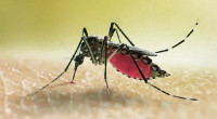 5 more dengue patients die, 1,152 hospitalized in 24hrs