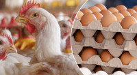 2.31 lakh chicken eggs imported from India