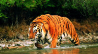 Tiger population in Sundarbans rises to 125