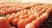 Egg prices drop by Tk25-30 per dozen