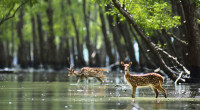 Tk 3.61cr revenue earned from Sundarbans tourism in 2023-24FY