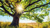 One in three tree species at risk of extinction