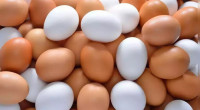 Fresh shipment of 231,840 eggs hits market today