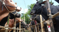 HC halts setting up cattle market in capital’s Aftabnagar