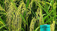 Scientist develops zinc-enriched rice variety — GAU Dhan-3