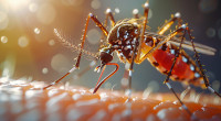 Dengue: 2 die, 38 hospitalised in 24 hours