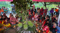 Losing tree, losing faith: Mundas' Karam Puja fading into memory