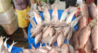 Hilsa prices surge ahead of fishing ban, consumers frustrated