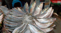 22-day nationwide ban on hilsa fishing begins 