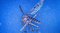 Iceland finds mosquitoes for the first time in history