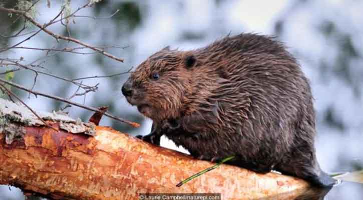 Hairy Beavers