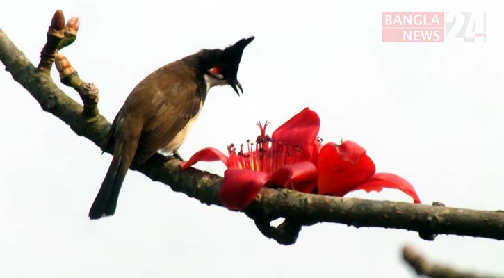 বুলবুলি পাখি। ছবি: টিপু সুলতান