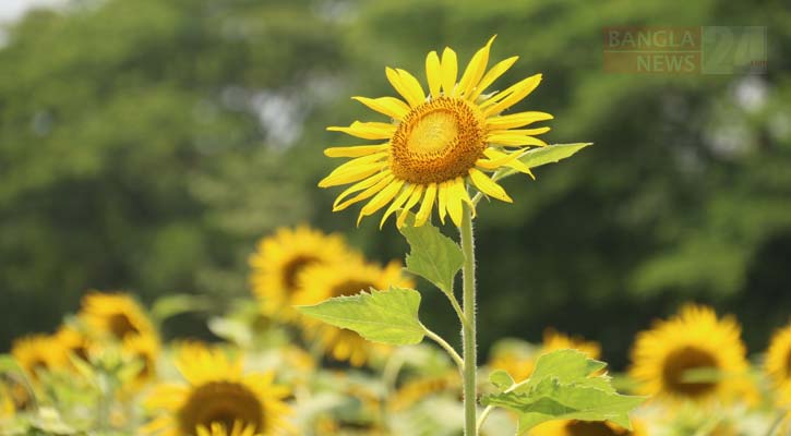 ছবি: আদনান অলি